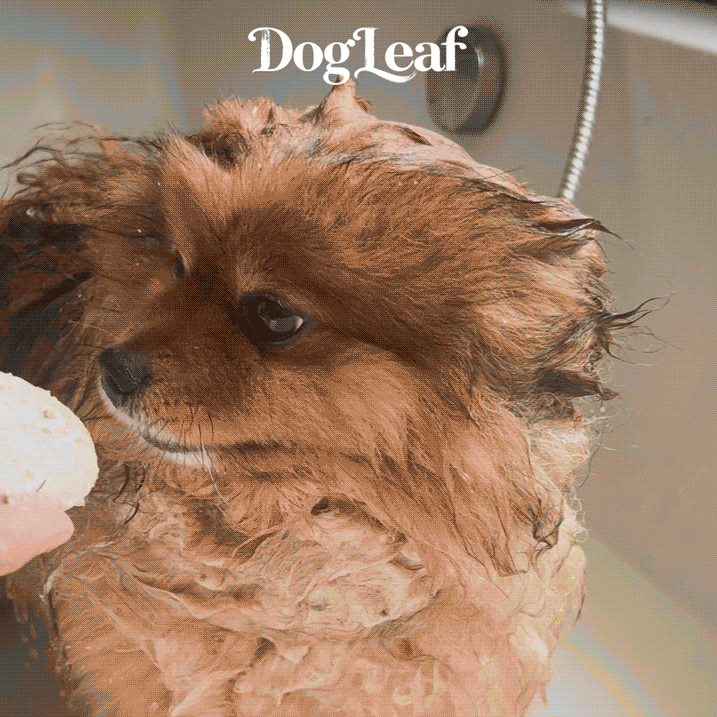 GALET-LEAF-MIEL-DOUX-SHORT.gif