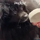 DogLeaf VISUEL POPO'LEAF4.webp